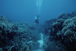 SCUBA Diver Observes Coral Reef 5 Meters Deep in Roatán, Honduras