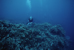 SCUBA Diver Observes Coral Reef 8 Meters Deep in Roatán, Honduras