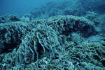 Thin Leaf Lettuce Coral at Fantasy Island Resort in Roatán, Honduras by John C. Ogden