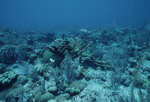 Elkhorn Coral, Feather Plumes, and Sea Fans in Roatán, Honduras