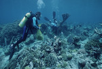 Michael Lang and Jeremy Jackson SCUBA Diving in Roatán, Honduras