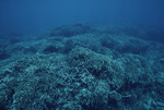 Staghorn and Thin Leaf Lettuce Corals at Fantasy Island Resort in Roatán, Honduras by John C. Ogden