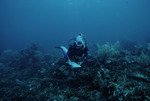 Nancy Ogden SCUBA Diving Near Noris Cay in Cayos Cochinos, Honduras, A