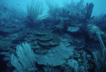 Flat Form of Boulder Star Coral at Cochinos Station 1 in Cayos Cochinos, Honduras