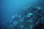 SCUBA Diver at Cochinos Station 1 Near Noris Cay in Cayos Cochinos, Honduras