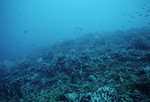 Coral Reef 8 Meters Deep at Cochinos Station 1 in Cayos Cochinos, Honduras