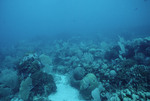 Boulder Star and Brain Corals at Cochinos Station 1 in Cayos Cochinos, Honduras