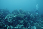 Nancy Ogden SCUBA Diving Near Noris Cay in Cayos Cochinos, Honduras, B