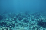 Underwater View of Cochinos Station 2 North of Cochino Pequeño in Cayos Cochinos, Honduras by John C. Ogden