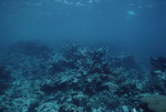 Elkhorn Coral at Cochinos Station 2 in Cayos Cochinos, Honduras