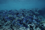 Atlantic Blue Tang Fish at Cochinos Station 2 in Cayos Cochinos, Honduras