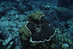 Corals Overgrown by Marine Sponges in Cayos Cochinos, Honduras