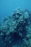 Corals Overgrown by Feather Plumes and Sea Fans in Cayos Cochinos, Honduras