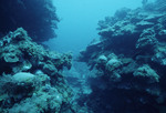 Underwater View of Cochinos Station 3 in Cayos Cochinos, Honduras, A by John C. Ogden