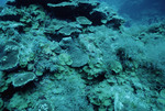 Lettuce Coral at Cochinos Station 3 in Cayos Cochinos, Honduras