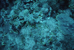 Coralline Red Algae at Cochinos Station 3 in Cayos Cochinos, Honduras