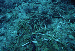 Mottled Boulder Star Coral at Cochinos Station 3 in Cayos Cochinos, Honduras