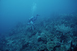 Nancy Ogden SCUBA Diving at Cochinos Station 3 in Cayos Cochinos, Honduras, B