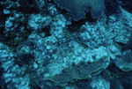 Dead Boulder Star Coral at Cochinos Station 3 in Cayos Cochinos, Honduras