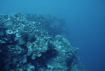 Soft Corals at Cochinos Station 4 Northeast of Culebra Cay in Cayos Cochinos, Honduras by John C. Ogden