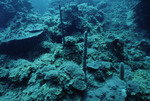 Corals and Algae at Cochinos Station 4 in Cayos Cochinos, Honduras