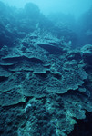 Boulder Star Coral at Cochinos Station 4 in Cayos Cochinos, Honduras