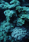 Large Flower Coral at Cochinos Station 4 in Cayos Cochinos, Honduras