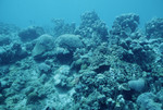 Boulder Star and Brain Corals at Cochinos Station 4 in Cayos Cochinos, Honduras