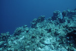 Staghorn Coral at Cochinos Station 4 in Cayos Cochinos, Honduras by John C. Ogden