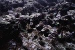 Rock with Sea Urchins at Cochinos Station 5 Platform in Cayos Cochinos, Honduras, A