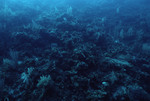 Coral Overgrown by Algae at Cochinos Station 7 in Cayos Cochinos, Honduras