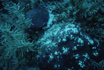 Nipped Corals at Cochinos Station 7 in Cayos Cochinos, Honduras