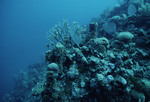 Staghorn and Soft Corals at Cochinos Station 7 in Cayos Cochinos, Honduras by John C. Ogden