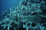 Staghorn Coral and Brown Algae at Cochinos Station 7 in Cayos Cochinos, Honduras by John C. Ogden