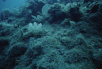 Brown Algae at Cochinos Station 7 in Cayos Cochinos, Honduras