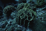 Thin Lettuce Leaf and Mustard Hill Corals at Cochinos Station 7 in Cayos Cochinos, Honduras by John C. Ogden