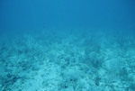 Soft Corals at Cochinos Station 8 in Cayos Cochinos, Honduras by John C. Ogden