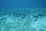 Sea Grasses and Soft Corals at Cochinos Station 8 in Cayos Cochinos, Honduras