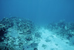 Thin Lettuce Leaf Coral at Cochinos Station 8 in Cayos Cochinos, Honduras by John C. Ogden