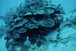 Boulder Star Coral and Green Seaweed at Cochinos Station 9 in Cayos Cochinos, Honduras