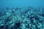 Soft Corals at Cochinos Station 9 in Cayos Cochinos, Honduras by John C. Ogden