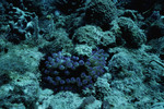 Anemone and Banded Clinging Crab in Cochinos Station 9 in Cayos Cochinos, Honduras