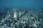 Soft Corals at Cochinos Station 10 in Cayos Cochinos, Honduras, A by John C. Ogden