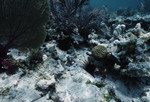 Long-Spined Sea Urchins in Cochinos Station 10 in Cayos Cochinos, Honduras