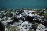 Long-Spined Sea Urchins Grazing at Cochinos Station 10 in Cayos Cochinos, Honduras, A