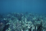 Soft Corals at Cochinos Station 10 in Cayos Cochinos, Honduras, B by John C. Ogden