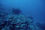 Underwater View of Cochinos Station 11 in Cayos Cochinios, Honduras by John C. Ogden