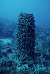 Barrel Sponge at Cochinos Station 11 in Cayos Cochinos, Honduras