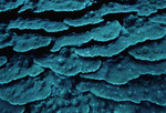 Flat Form of Boulder Star Coral at Cochinos Station 11 in Cayos Cochinos, Honduras