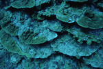 Dying Boulder Star Coral Overgrown with Algae in Cayos Cochinos, Honduras